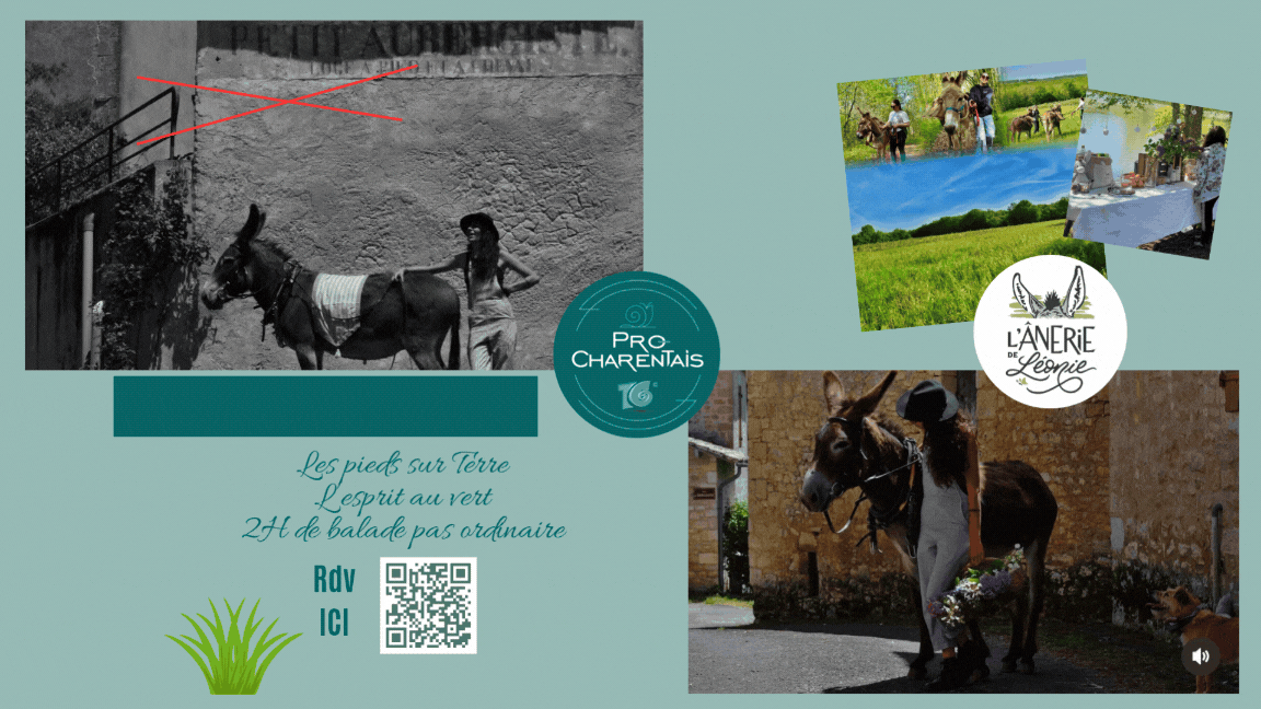 Rdv Rencontre & Balade avec les ânes de Léonie ı Le MARDI 21 Juillet à 9H30 à Soudat
