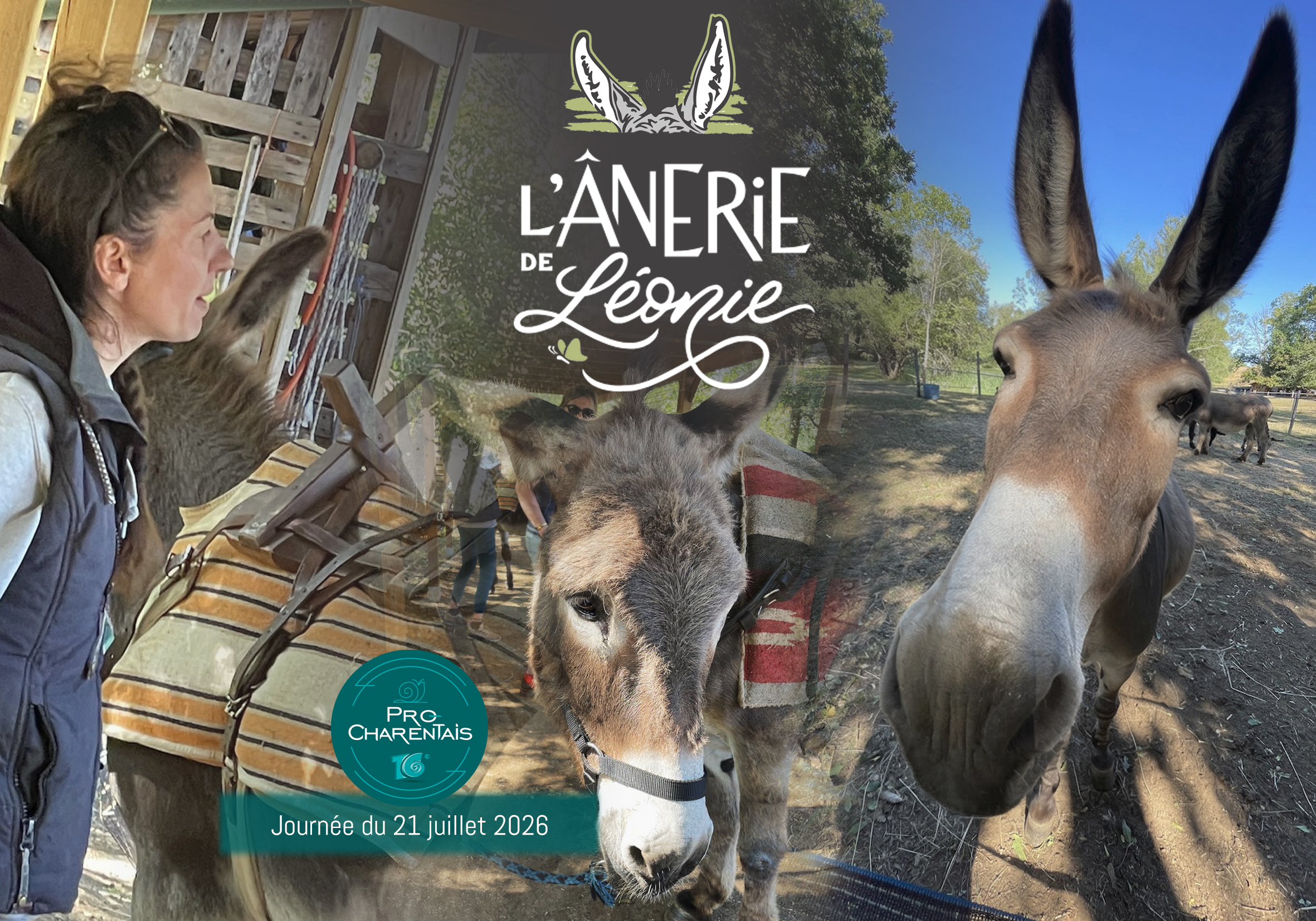 Rdv TERMINÉ Rencontre & Balade avec les ânes de Léonie  ı  Le MARDI 21 Juillet à 9H30 à Soudat