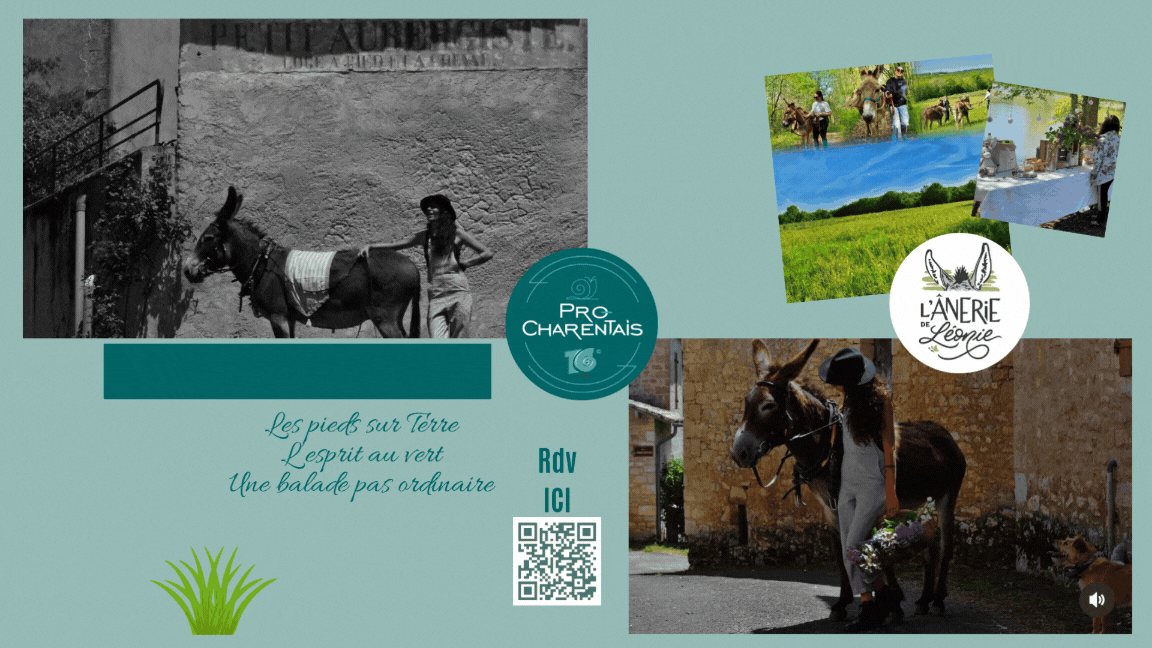 Rdv Rencontre & Balade avec les ânes de Léonie  ı  Le LUNDI 6 Juillet à 16H30 à Soudat